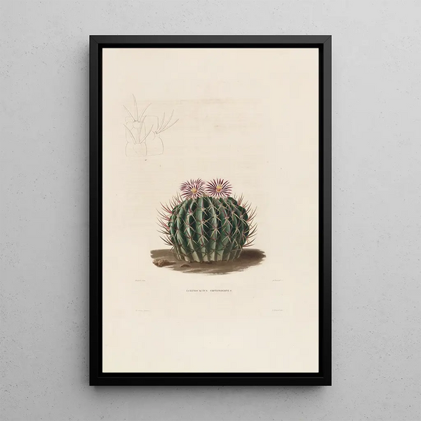 Charles Antoine Lemaire - Iconographie descriptive des cactees Pl03.webp