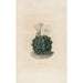 Iconographie descriptive des cactées Pl06 - Charles Antoine Lemaire — Ansicht des Kunstwerks
