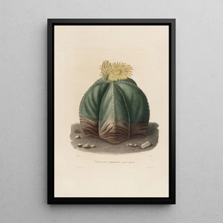 Charles Antoine Lemaire - Iconographie descriptive des cactees Pl07.webp