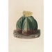 Reproduktion des Gemäldes Iconographie descriptive des cactées Pl07 - Charles Antoine Lemaire