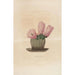 Iconographie descriptive des cactées Pl08 - Charles Antoine Lemaire — Ansicht des Kunstwerks