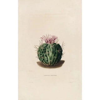 Charles Antoine Lemaire - Iconographie descriptive des cactees Pl09.webp