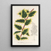 Ilex aquifolium - Charles Antoine Lemaire — gerahmtes Bild an der Wand
