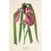 Iris Kaempferi Siebold - Charles Antoine Lemaire — Ansicht des Kunstwerks