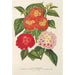 Auswahl von Lantanas - Charles Antoine Lemaire — Ansicht des Kunstwerks