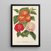 Auswahl von Lantanas - Charles Antoine Lemaire — gerahmtes Bild an der Wand