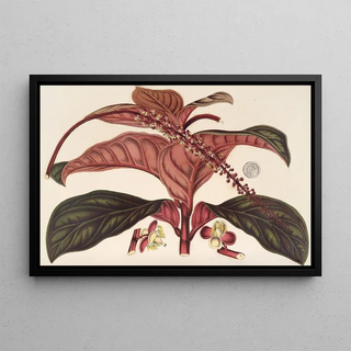 Charles Antoine Lemaire - Ledenbergia roseonea.webp