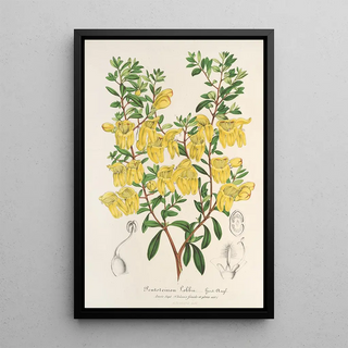 Charles Antoine Lemaire - Lepidostemon penstemonoides Penstemon Lobbii.webp