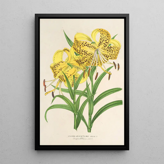 Charles Antoine Lemaire - Lilium Leichtlinii.webp