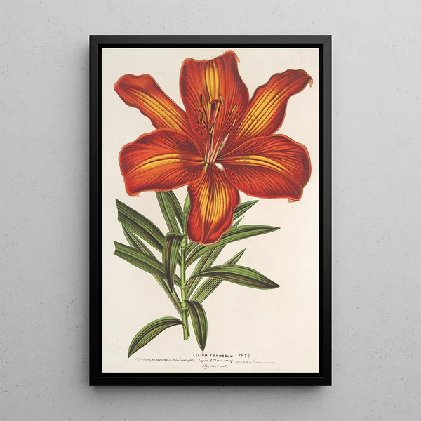 Charles Antoine Lemaire - Lilium formosum.webp