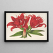 Lilium fulgens Ch Morr var staminosum - Charles Antoine Lemaire — gerahmtes Bild an der Wand