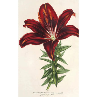 Charles Antoine Lemaire - Lilium hmatochroum hybridum.webp
