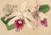 Lélia purpurata var. Nelisii - Charles Antoine Lemaire — Ansicht des Kunstwerks