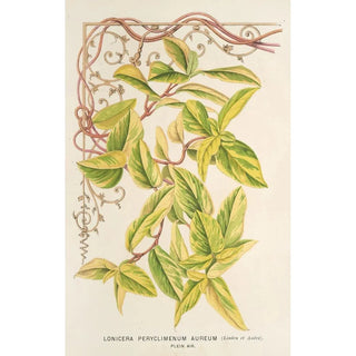 Charles Antoine Lemaire - Lonicera peryclimenum aureum.webp