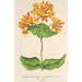 Reproduktion des Gemäldes Lonicera sempervirens Plantierensis - Charles Antoine Lemaire