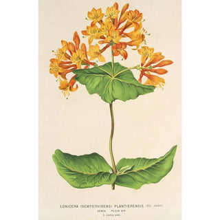 Charles Antoine Lemaire - Lonicera sempervirens Plantierensis.webp
