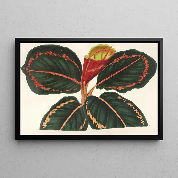Charles Antoine Lemaire - Maranta RoseoPicta.webp