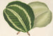 Maranta virginalis - Charles Antoine Lemaire — Ansicht des Kunstwerks