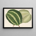 Maranta virginalis - Charles Antoine Lemaire — gerahmtes Bild an der Wand