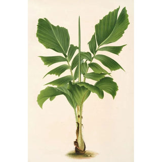 Charles Antoine Lemaire - Martinezia Lindeniana.webp