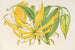 Methonica grandiflora - Charles Antoine Lemaire — Ansicht des Kunstwerks