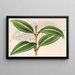 Miconia pulverulenta v trifasciata - Charles Antoine Lemaire — gerahmtes Bild an der Wand