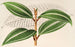 Miconia pulverulenta v trifasciata - Charles Antoine Lemaire — Ansicht des Kunstwerks