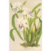 Miltonia cereola - Charles Antoine Lemaire — Ansicht des Kunstwerks