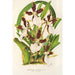 Miltonia cuneata - Charles Antoine Lemaire — Ansicht des Kunstwerks