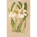 Miltonia spectabilis var virginalis - Charles Antoine Lemaire — Ansicht des Kunstwerks