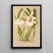 Miltonia spectabilis var virginalis - Charles Antoine Lemaire — gerahmtes Bild an der Wand