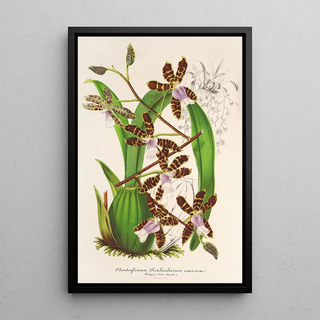Charles Antoine Lemaire - Odontoglossum Reichenheimii.webp