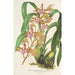 Reproduktion des Gemäldes Odontoglossum bictoniense var. splendens - Charles Antoine Lemaire