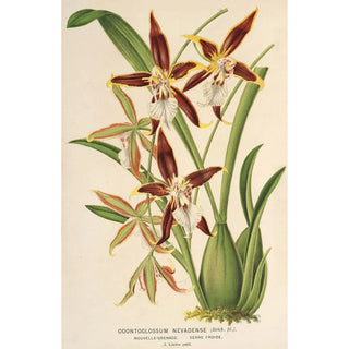 Charles Antoine Lemaire - Odontoglossum nevadense.webp