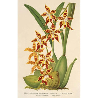 Charles Antoine Lemaire - Odontoglossum odoratum var latimaculatum.webp
