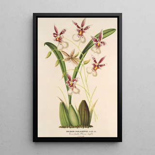 Charles Antoine Lemaire - Oncidium Phalnopsis.webp