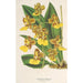 Oncidium bicallosum - Charles Antoine Lemaire — Ansicht des Kunstwerks
