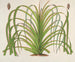 Pandanus mauritianus - Charles Antoine Lemaire — Ansicht des Kunstwerks