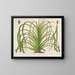 Pandanus mauritianus - Charles Antoine Lemaire — gerahmtes Bild an der Wand