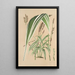 Panicum plicatum fol. niveovittatis - Charles Antoine Lemaire — gerahmtes Bild an der Wand