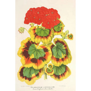 Charles Antoine Lemaire - Pelargonium zonale var Lady Collum.webp