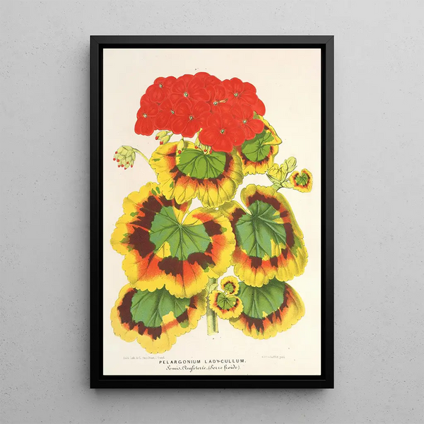 Charles Antoine Lemaire - Pelargonium zonale var Lady Collum.webp