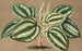 Peperomia Verschaffeltii - Charles Antoine Lemaire — Ansicht des Kunstwerks