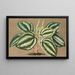 Peperomia Verschaffeltii - Charles Antoine Lemaire — gerahmtes Bild an der Wand