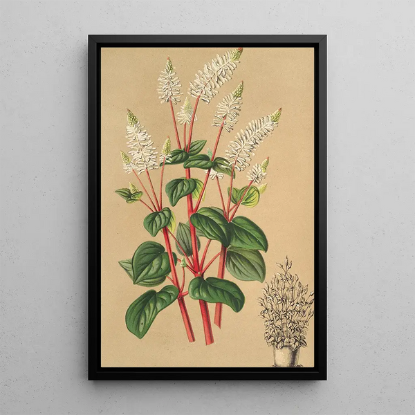 Charles Antoine Lemaire - Peperomia resedflora.webp