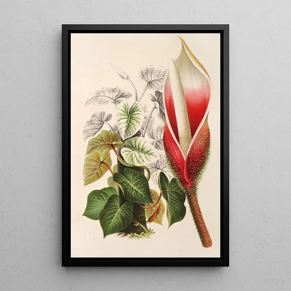 Charles Antoine Lemaire - Philodendron Daguense.webp
