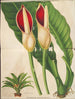Philodendron calophyllum - Charles Antoine Lemaire — Ansicht des Kunstwerks
