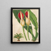 Philodendron calophyllum - Charles Antoine Lemaire — gerahmtes Bild an der Wand