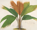 Phnicophorium des Seychelles - Charles Antoine Lemaire — Ansicht des Kunstwerks