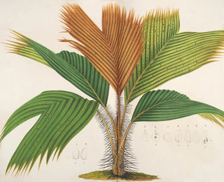 Phnicophorium des Seychelles - Charles Antoine Lemaire — Ansicht des Kunstwerks
